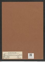 Coscinodiscus curvatulus Grun. (de-Toni-Nr.: Genus 202, Species 4928) Zeichnungen Sammlung Grunow Mappe 04753 (Herbarium_W_Grunow_drawings_Folder_04753)